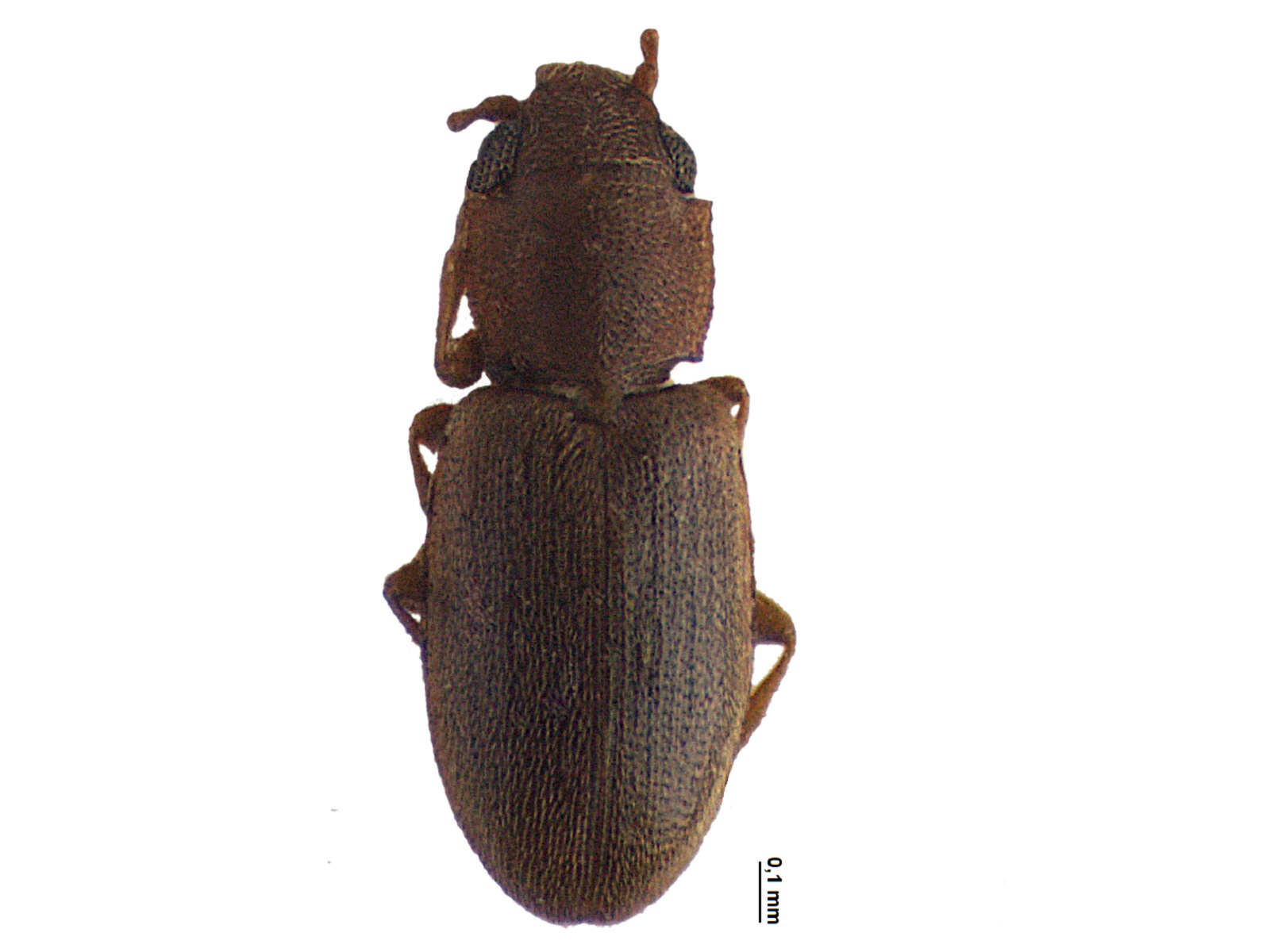 Ahasverus sp.