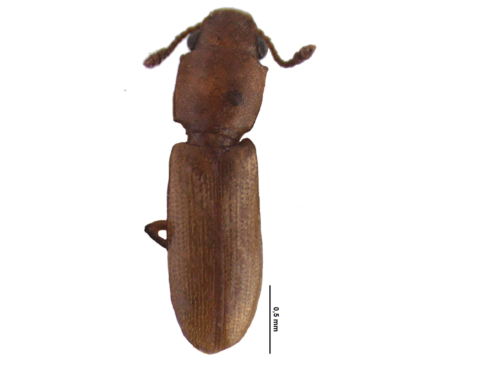 Cathartus quadricollis (Guérin- Méneville, 1844)