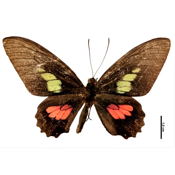 Papilionidae