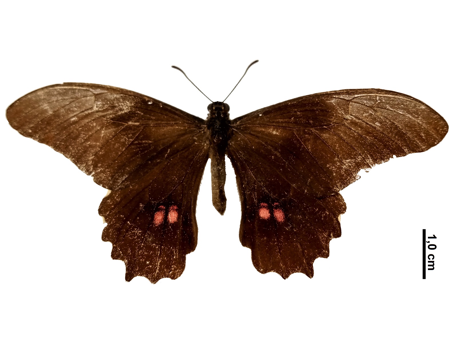 Heraclides anchisiades idaeus (Fabricius, 1793)