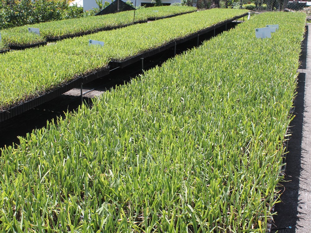 Plantas Germinadas De Caña De Azúcar Para La Producción De Panela AGROSAVIA