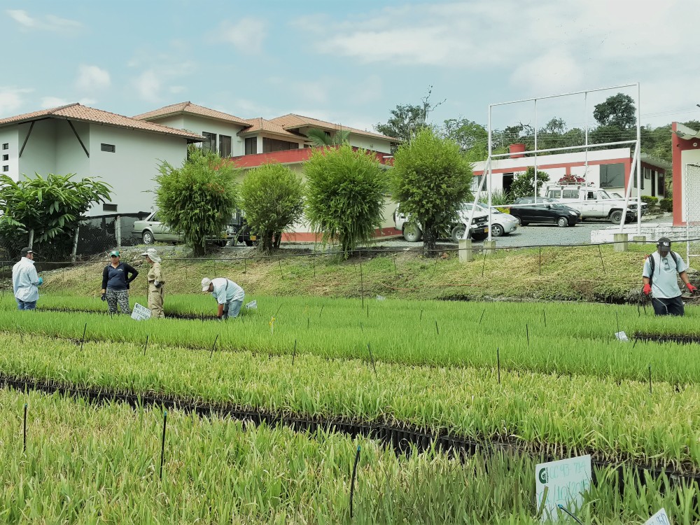 Plantas germinadas de caña de azúcar para la producción de panela, un aliado para los productores