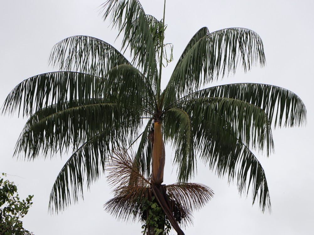 PALMA ASAI AGROSAVIA