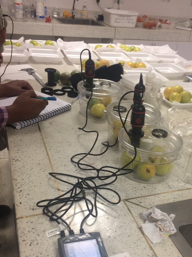 Una Alternativa Ecológica Y Efectiva Para Prologar La Vida Útil De La Guayaba2 AGROSAVIA