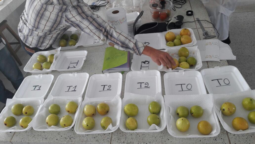 Una Alternativa Ecológica Y Efectiva Para Prologar La Vida Útil De La Guayaba3