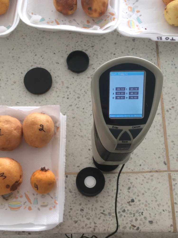 Una Alternativa Ecológica Y Efectiva Para Prologar La Vida Útil De La Guayaba6 AGROSAVIA