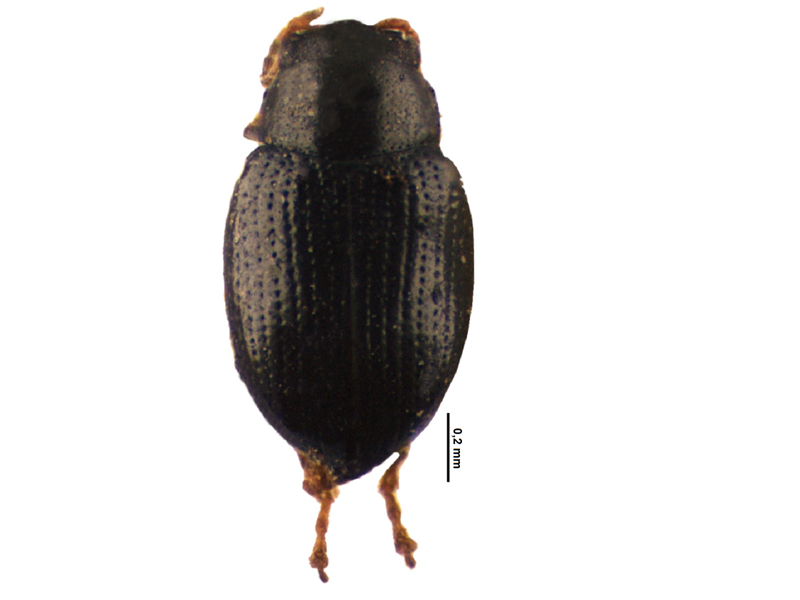 Chaetocnema palmirensis Bechyné, 1966 