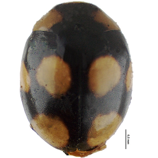 <p><em>Brachiacantha</em></p>