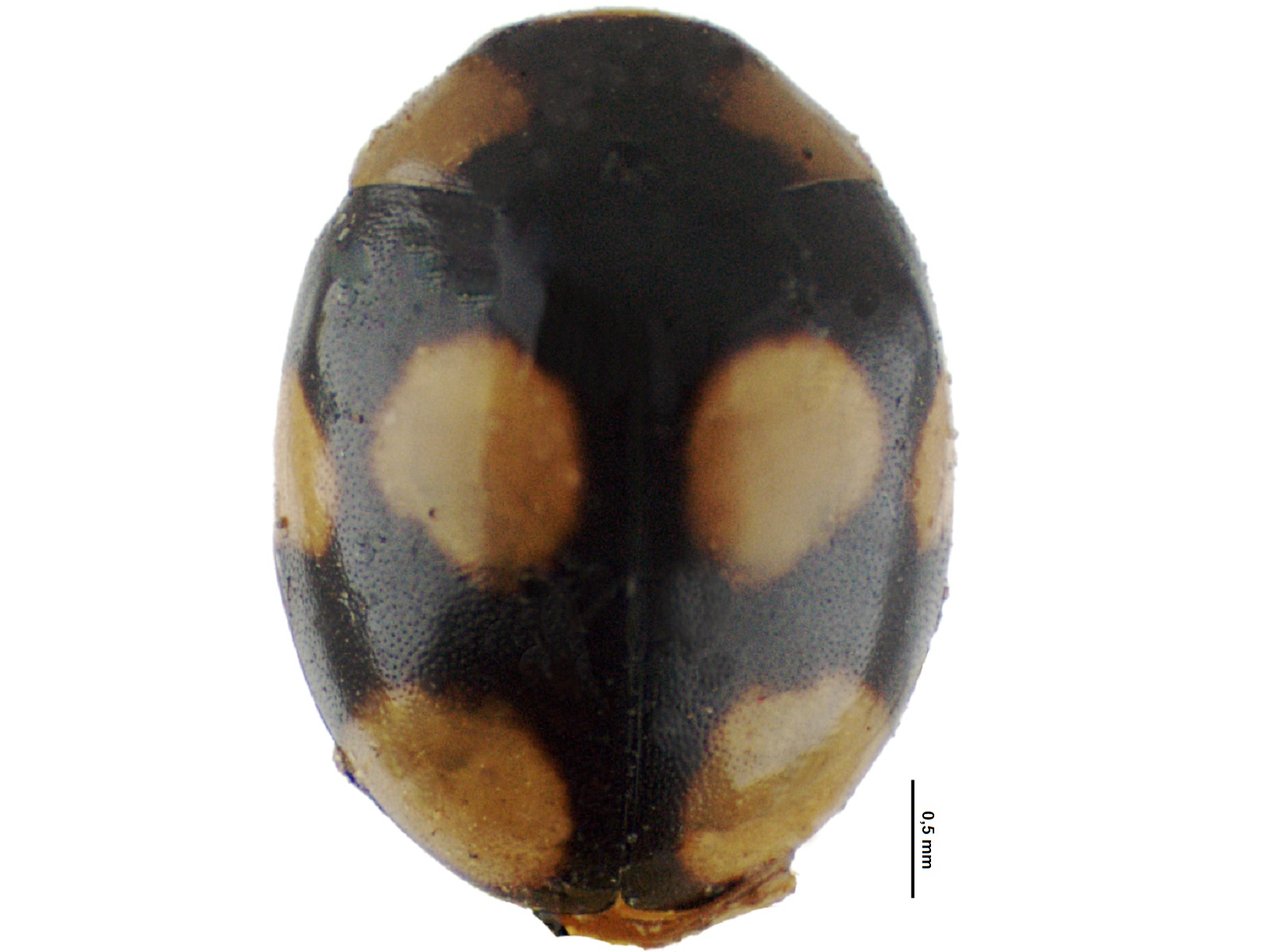 Brachiacantha bistripustulata (Fabricius, 1801) 