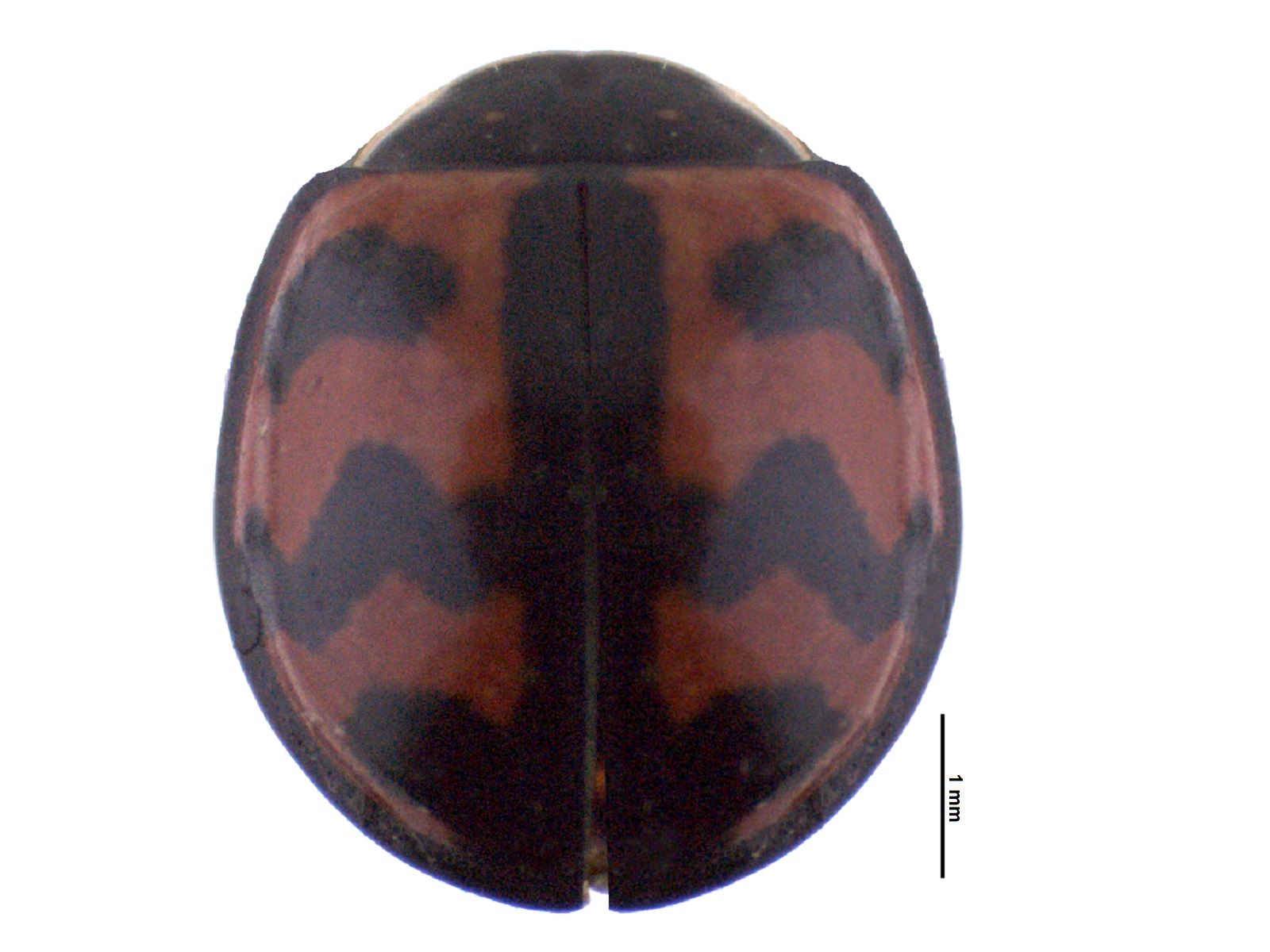 Cheilomenes sexmaculata (Fabricius, 1781)