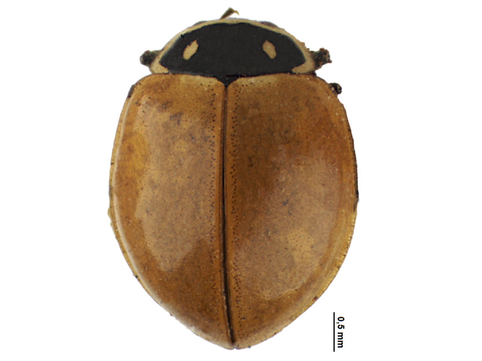 Cycloneda emarginata (Mulsant, 1850) 