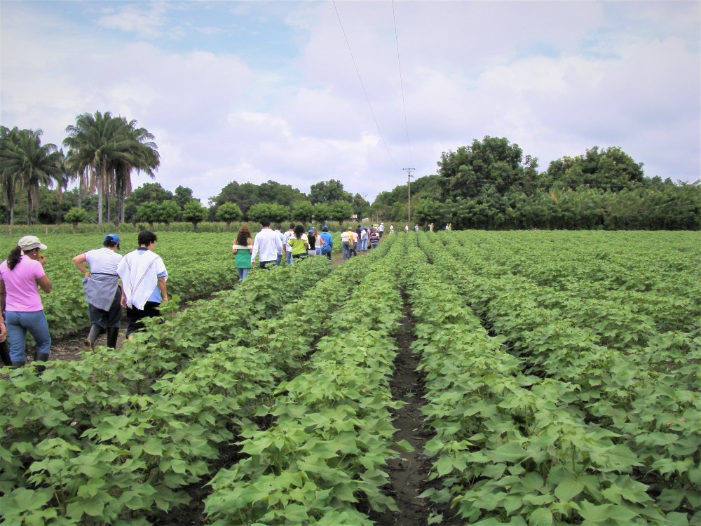 En el CI Nataima de AGROSAVIA estamos haciendo investigación para el agro
