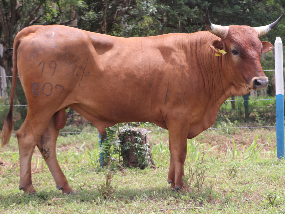 Subasta Motilonia3 AGROSAVIA