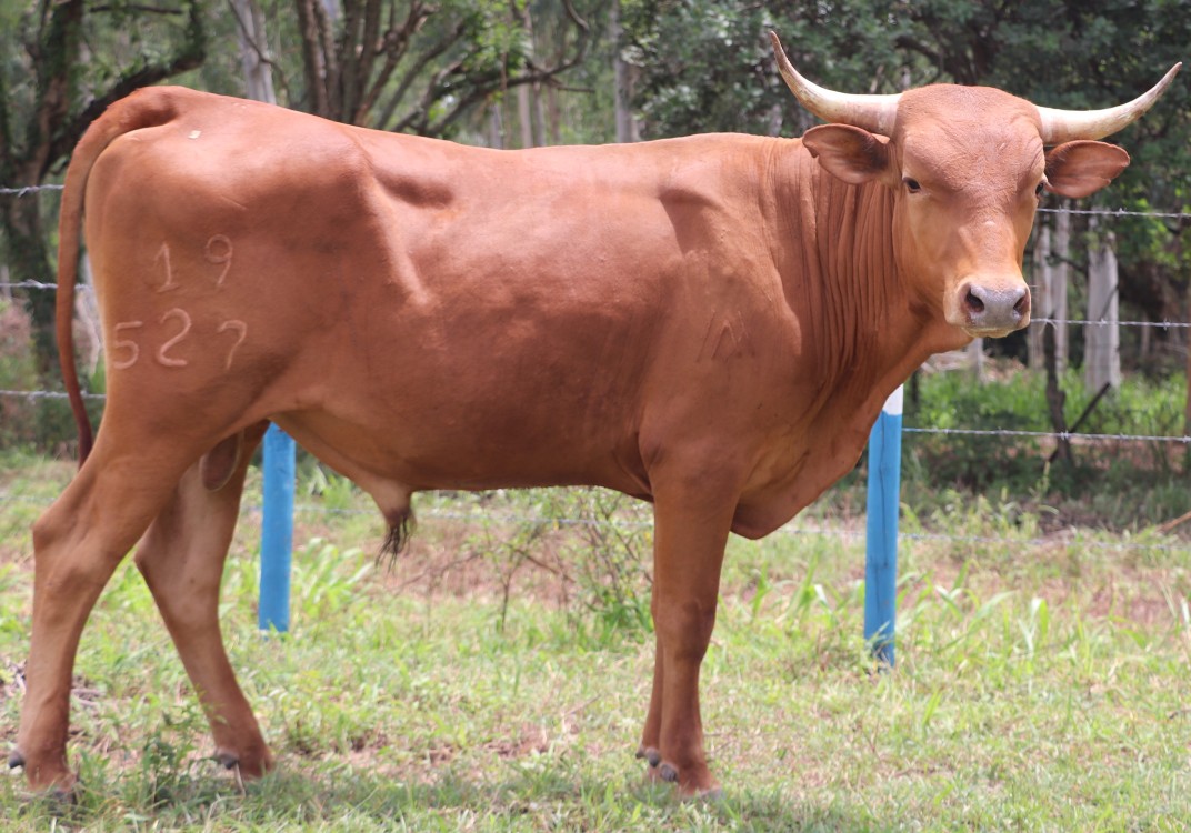 Subasta Motilonia10 AGROSAVIA