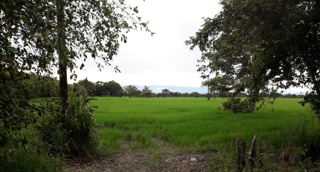 AGROSAVIA y el Proyecto Biocarbono adelantan iniciativa para el desarrollo sostenible bajo en carbono de cultivos de arroz en la Orinoquia