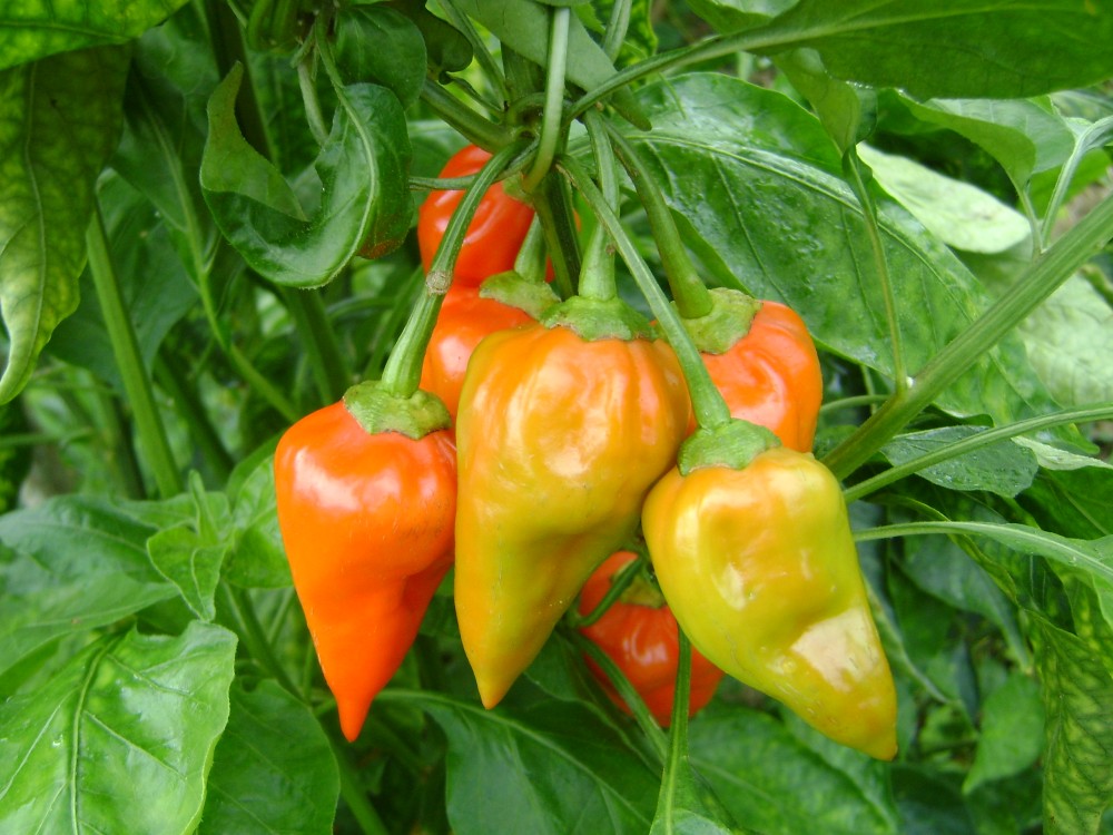 Ají Topito Del C.I Caribia AGROSAVIA AGROSAVIA