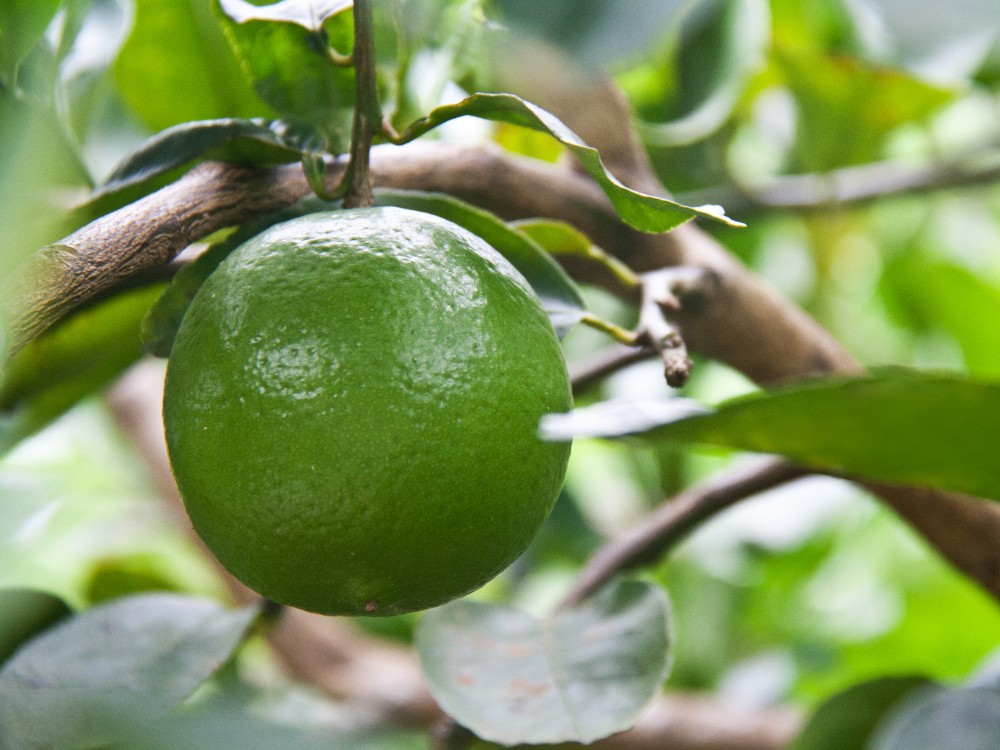 Cultivo De Limón Y Limas Ácidas En El Centro De Investigación Caribia De AGROSAVIA AGROSAVIA