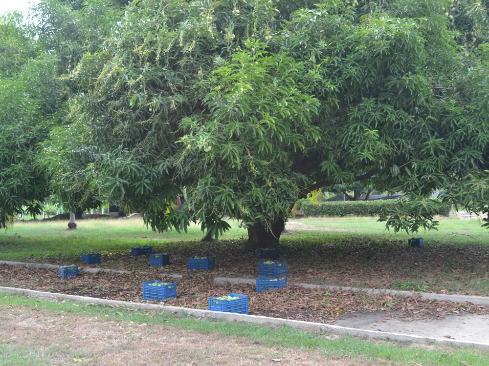 El Cultivo De Mango De Azúcar Presenta Dos Cosechas En El Año AGROSAVIA