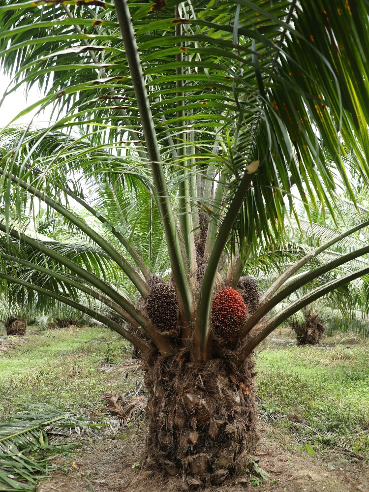 Híbrido Oxg CORPOICA ELMIRA Palma De Aceite AGROSAVIA