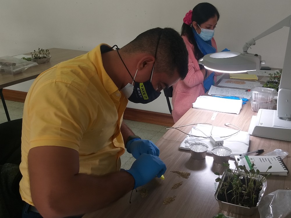 Formación En Producción De Semilla Sexual De Calidad2 AGROSAVIA