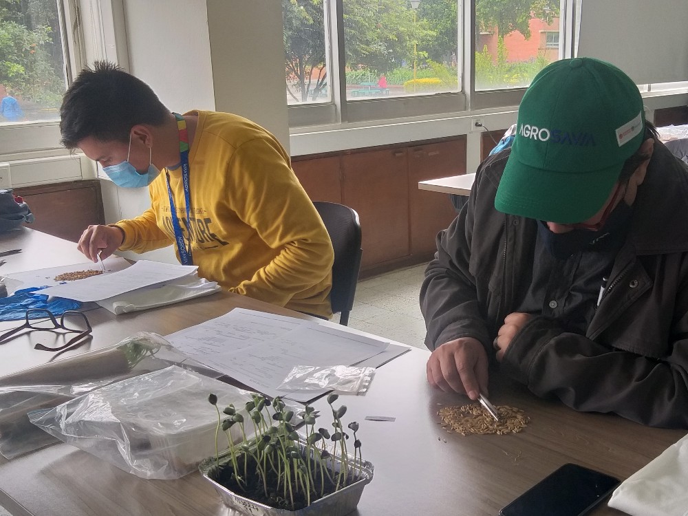 Formación En Producción De Semilla Sexual De Calidad3 AGROSAVIA