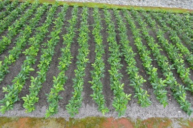 Recomendaciones para la producción de semilla de calidad de cítricos en la región Caribe