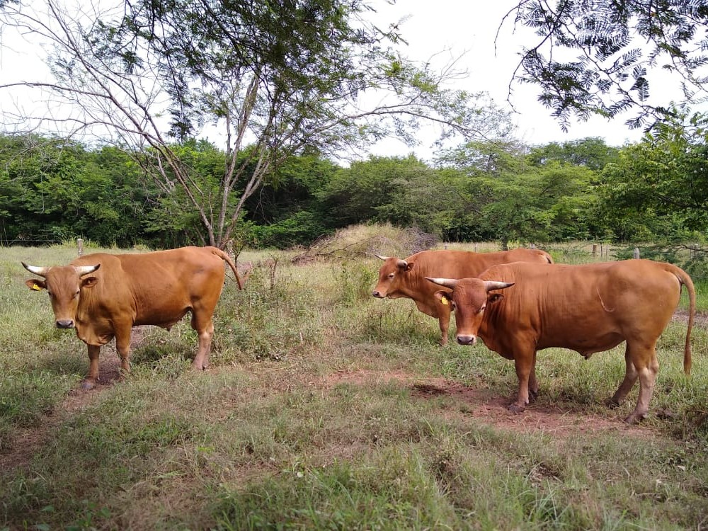 Suben las pujas de los toros Costeño con Cuernos en el remate de AGROSAVIA