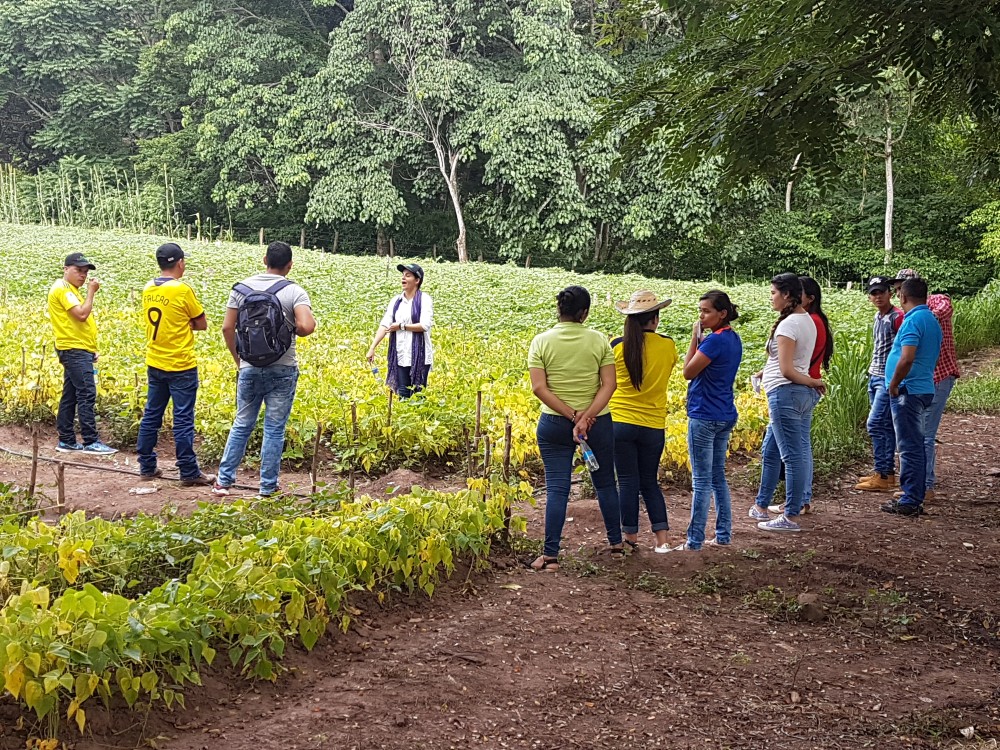 Premio Fríjol Biofortificado3 AGROSAVIA