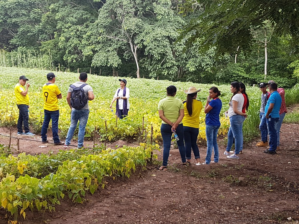 Premio Fríjol Biofortificado3 AGROSAVIA