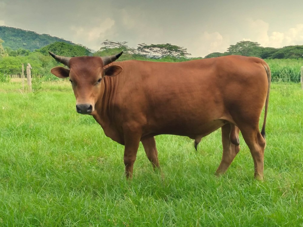 Las pujas de los toros Costeño con Cuernos tienen hoy excelentes incrementos