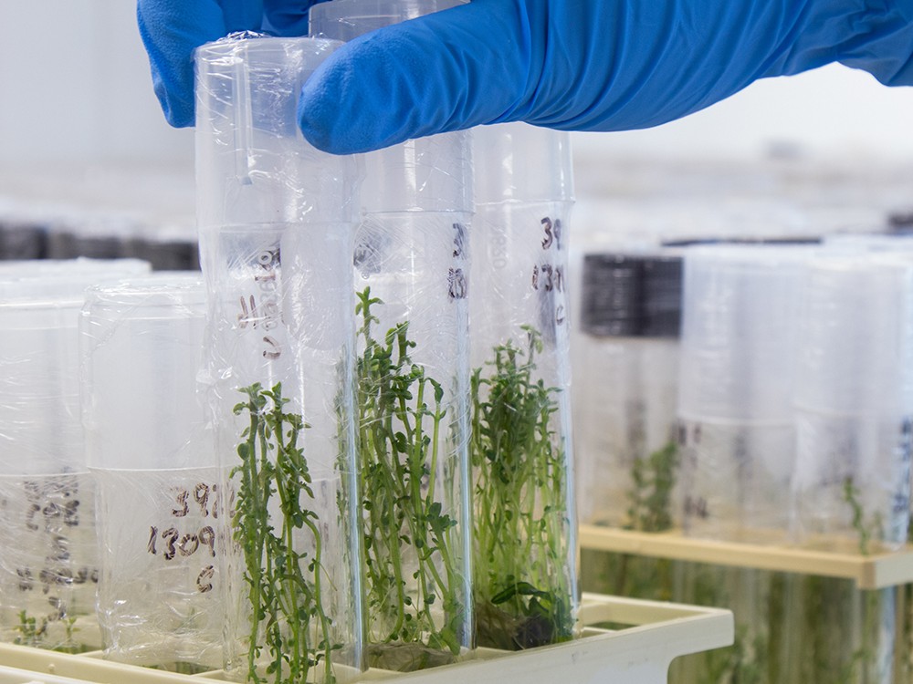 Investigador de AGROSAVIA publicó en la revista Evolutionary Applications