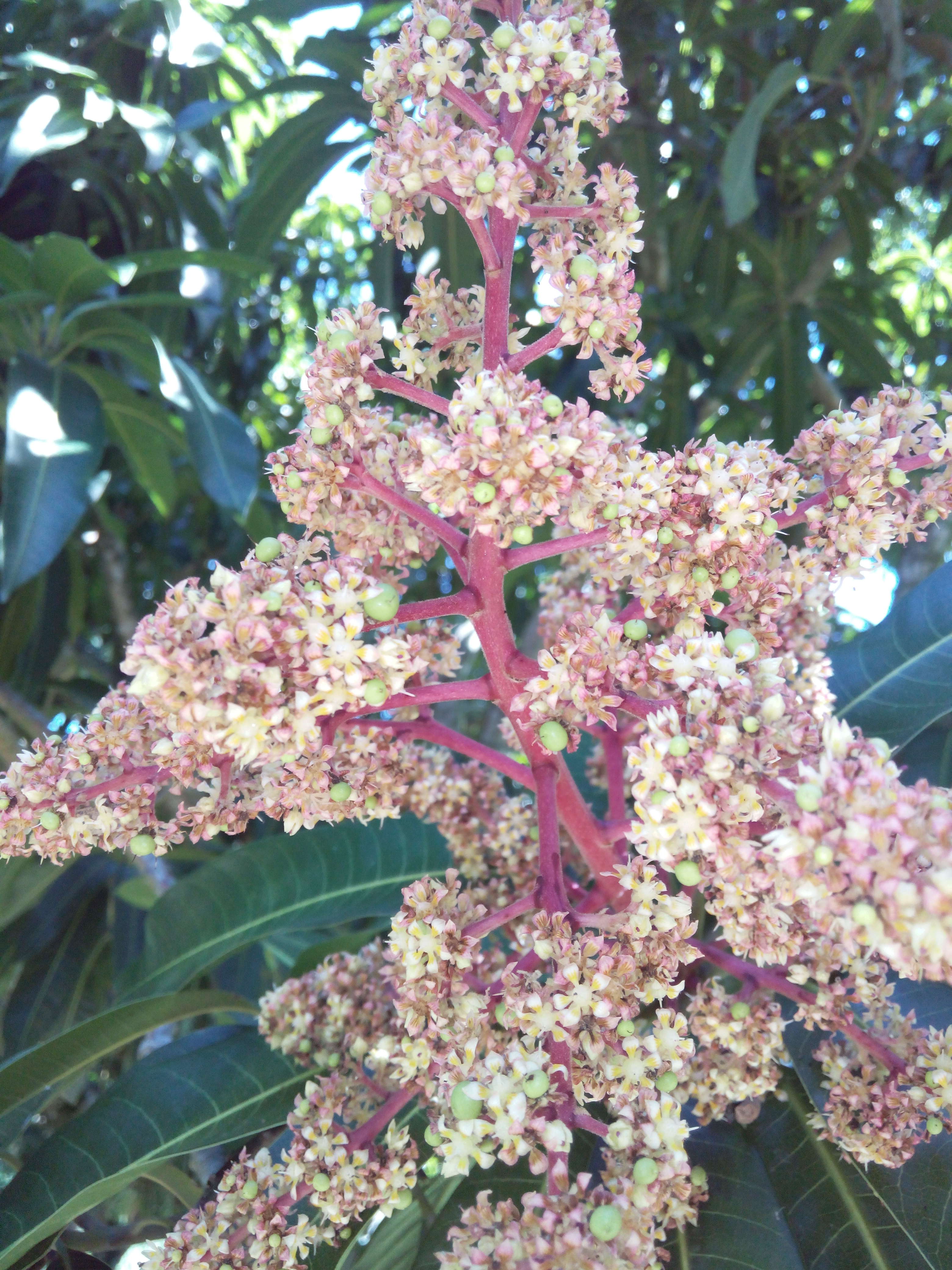 Fig2.Inflorescencia Abierta Y Frutos Cabeza De Alfiler Fuente Paola Sierra