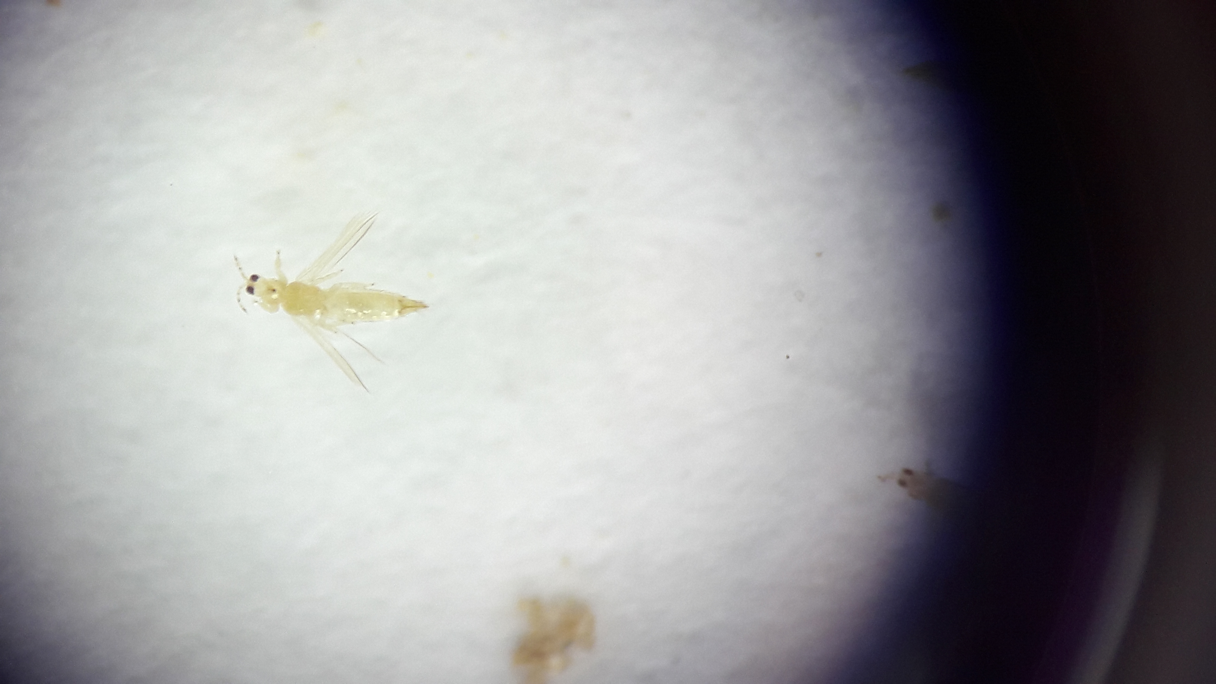 Fig5. Trips (Frankliniella Cf. Gardeniae) Del Mango. Vista Posterior. Fuente Paola Sierra