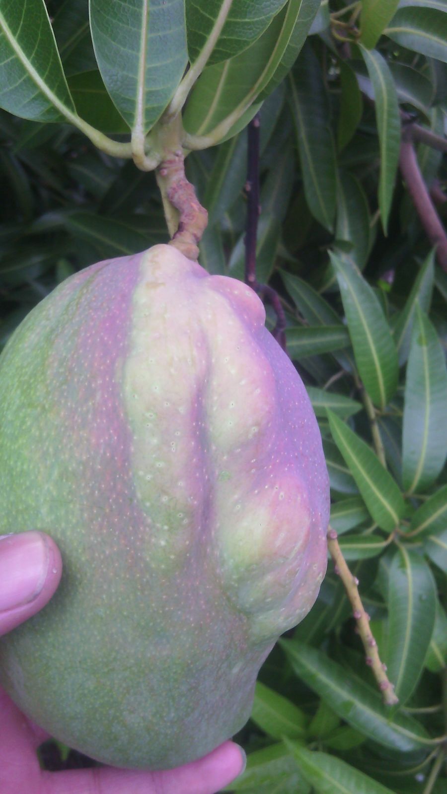 Manejo de trips (Frankliniella cf. gardeniae) a través del uso de umbrales de acción en las variedades de mango (Mangifera indica) Tommy y Yulima, en el departamento del Tolima.