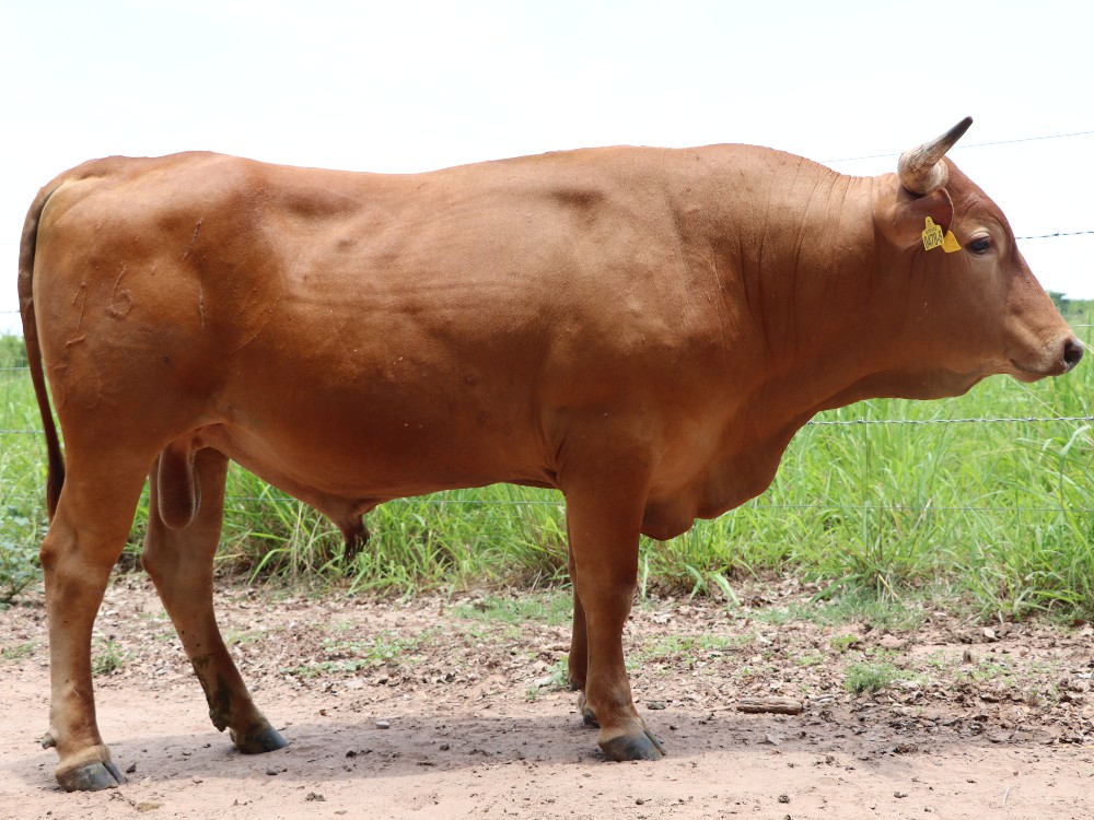 Está llegando a su recta final la Subasta de Toros Costeño con Cuernos