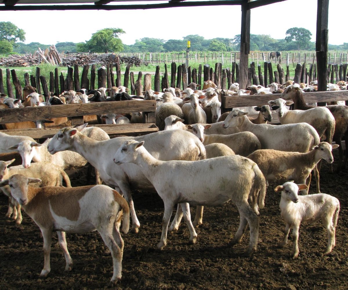 Recomendaciones tecnológicas para la producción de ovinos de carne en el Caribe: reciente producción editorial de AGROSAVIA
