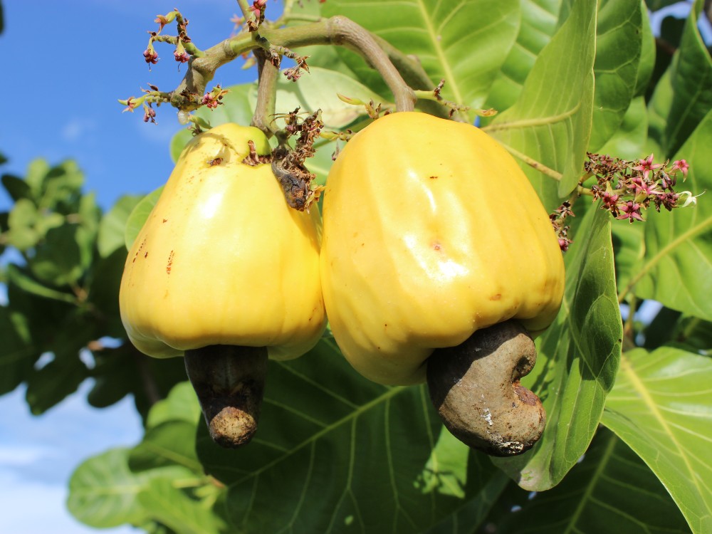 Productores buscan sembrar marañón en la región Caribe