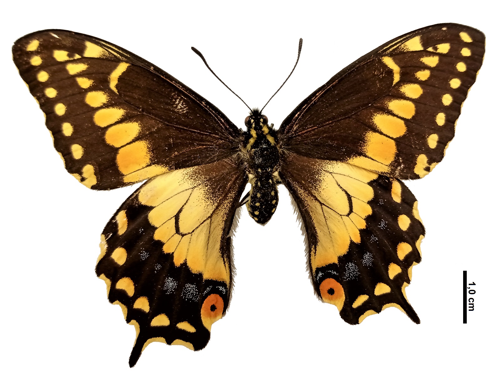 Papilio polyxenes americus Kollar, 1850