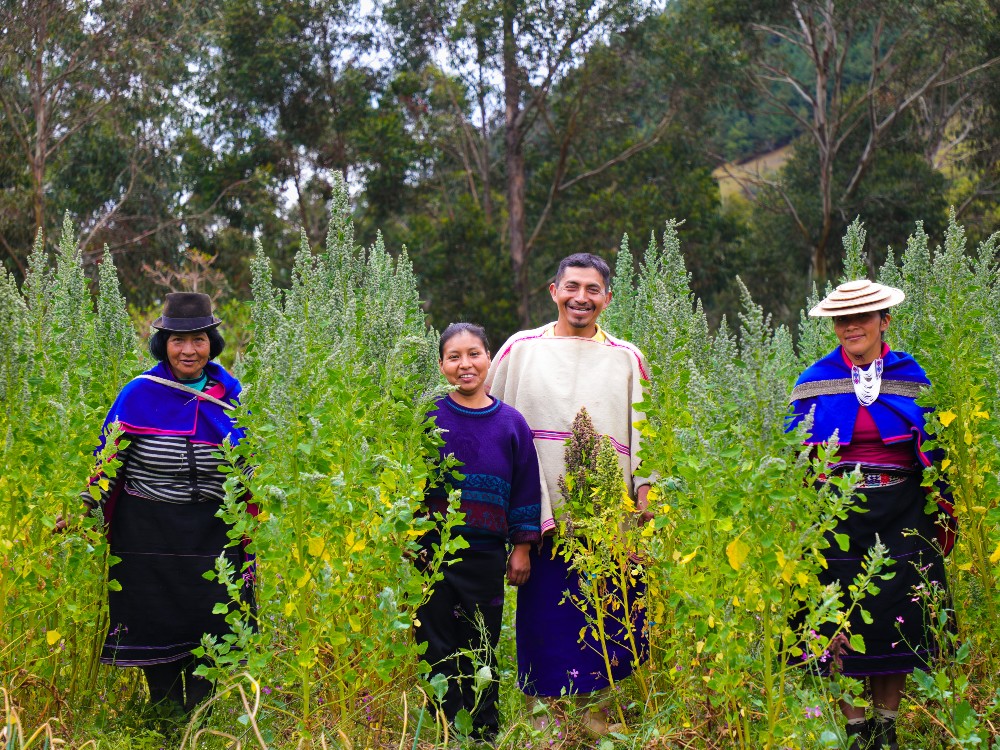 AGROSAVIA lanza oficialmente proyecto de investigación de quinua en Cauca: el mayor productor en Colombia