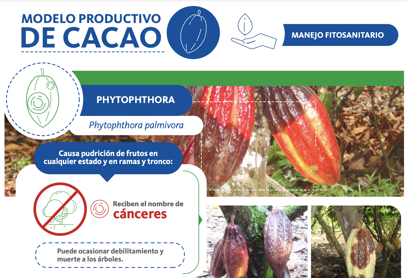 Infografía Phytophthora