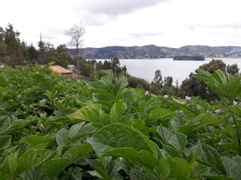 Cerca de 90 productores se beneficiarán con la alianza CONDESAN-AGROSAVIA
