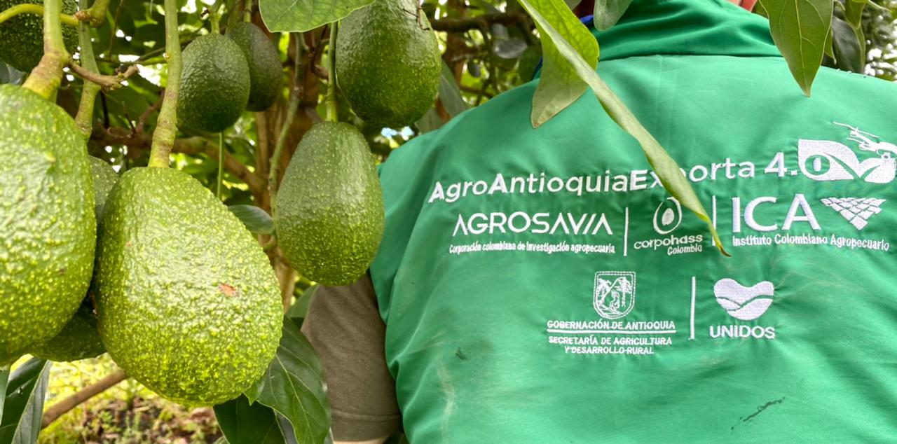 Antioquia cerrará el año con 560 predios más con registro ICA
para la exportación de productos agrícolas en fresco