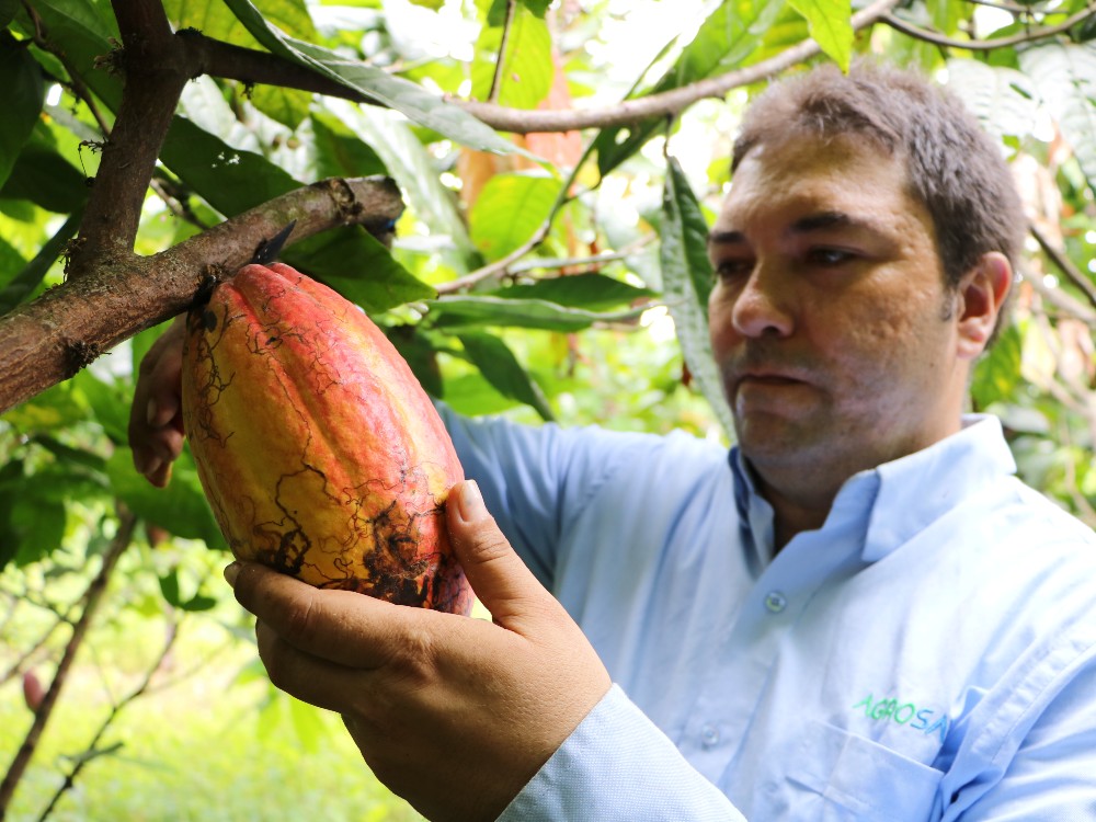 AGROSAVIA contribuye al desarrollo del sector cacaotero 
en el Pacífico colombiano