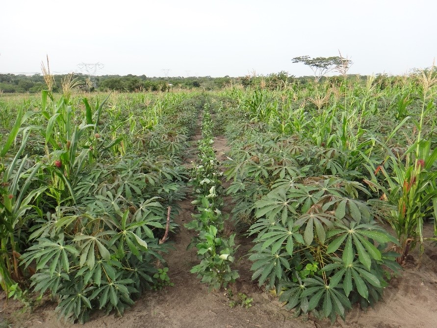 Recomendaciones de manejo del cultivo de yuca en asocio con la variedad de maíz CORPOICA V-114