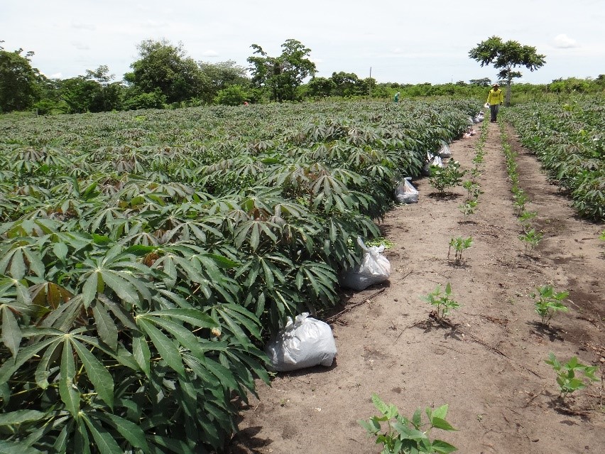 Recomendaciones de fertilización química enriquecida con fertilizante orgánico para el cultivo de yuca en uso industrial y consumo en fresco.