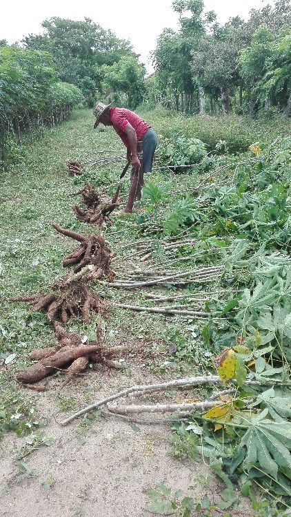Fertilizacion2