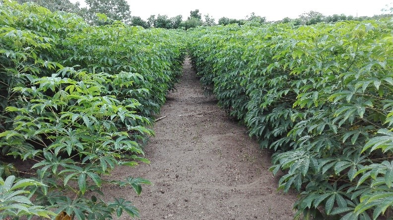 Fertilizacion3