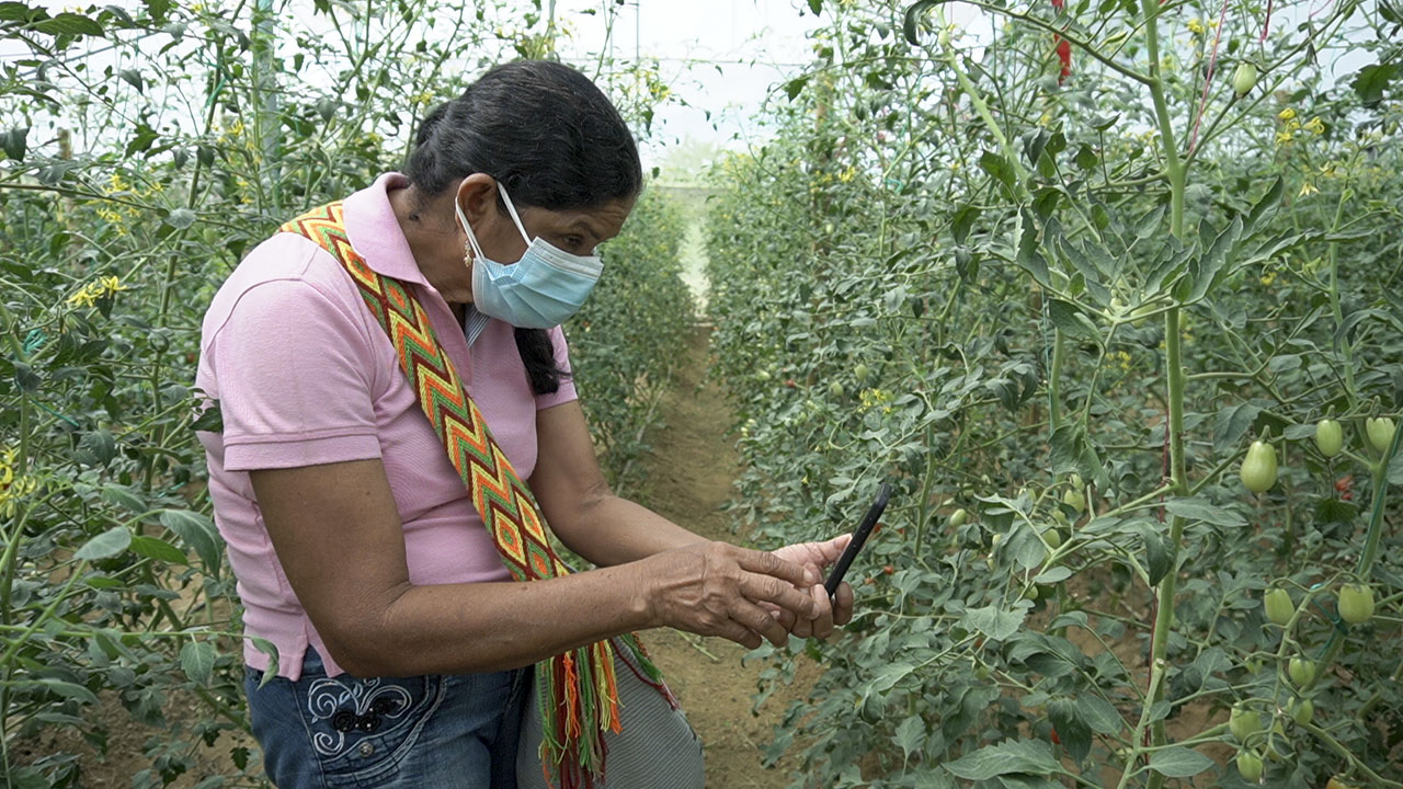 AGROSAVIA presenta alternativa para producir hortalizas en zonas de altas temperaturas