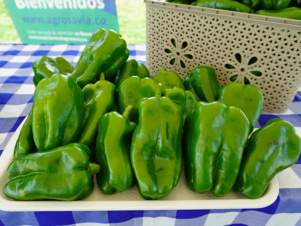 AGROSAVIA Presenta Alternativa Para Producir Hortalizas En Zonas De Altas Temperaturas4 AGROSAVIA