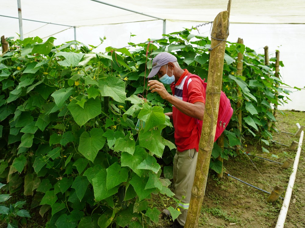AGROSAVIA Presenta Alternativa Para Producir Hortalizas En Zonas De Altas Temperaturas5 AGROSAVIA